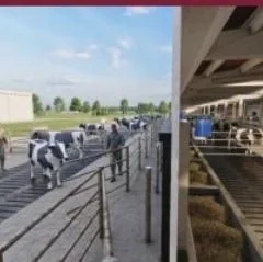 Cattle Farm — provozní ulička